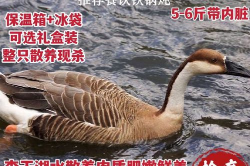 鹅的正确宰杀方法图标