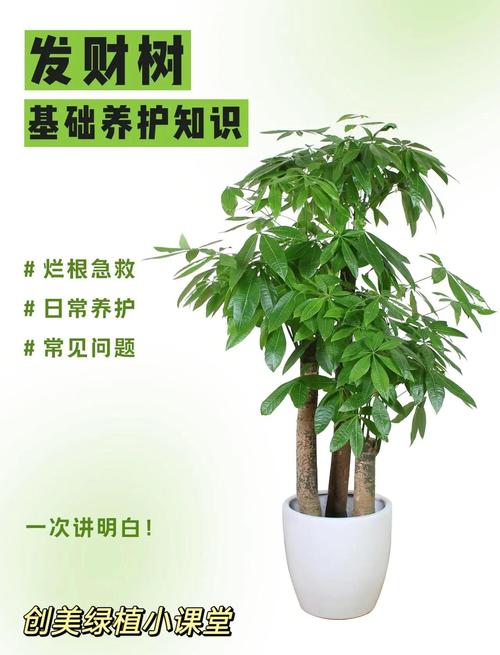 发财树叶子有斑点怎么解决