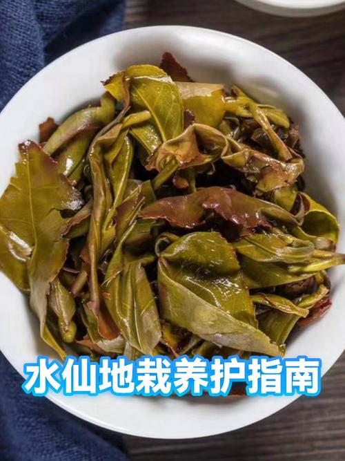 水仙花水培还是土培好游戏截图