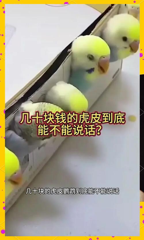 虎皮鹦鹉如何手养图标