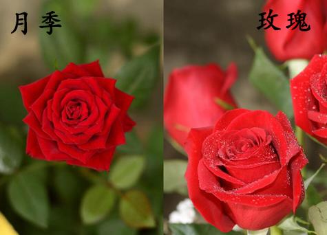 玫瑰花又叫月季花吗缩略图