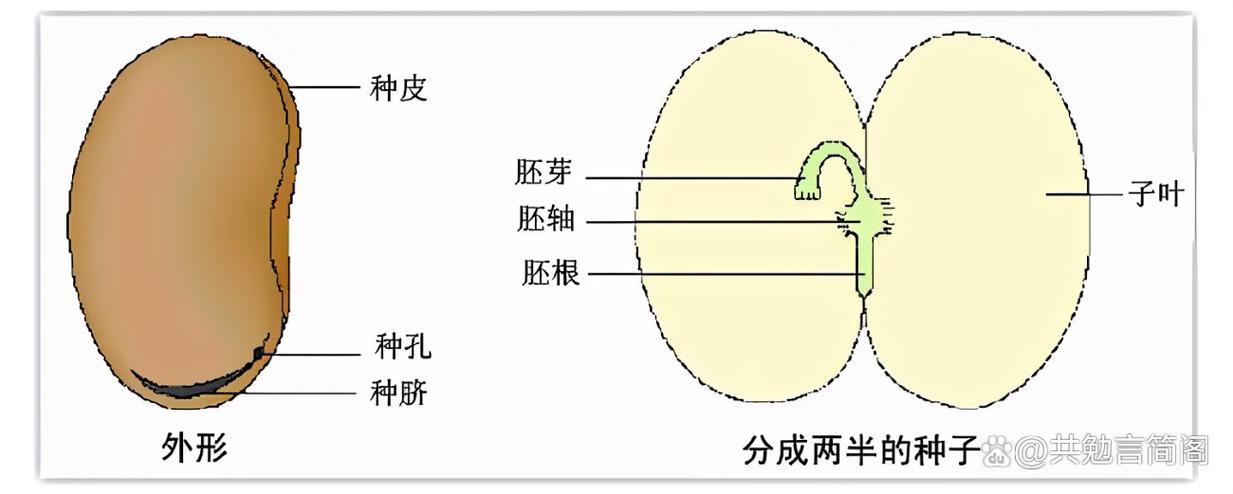 种子两个重要功能是什么
