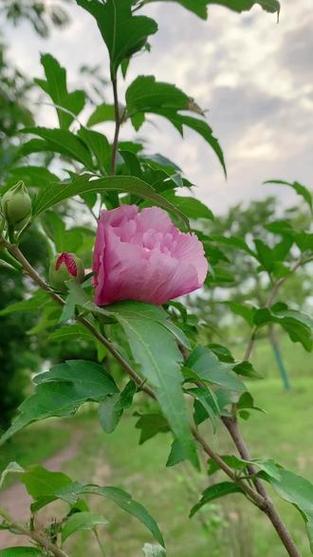 木槿花俗称什么游戏截图