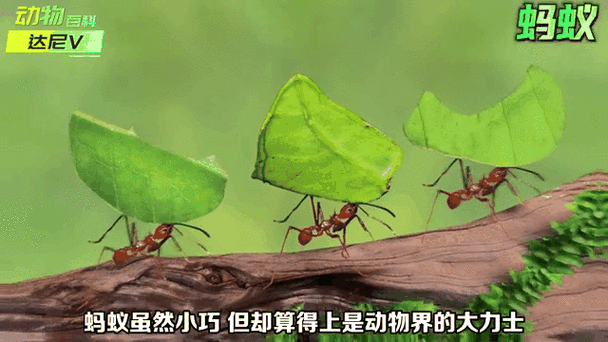 蚂蚁阅读小说网缩略图