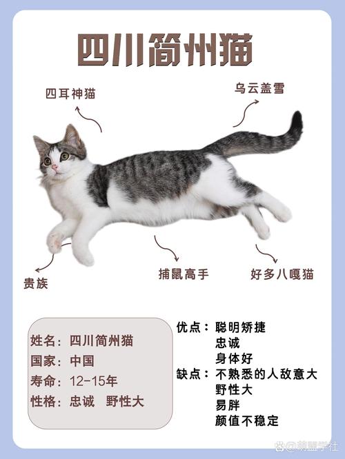 简州猫与狸花猫区别