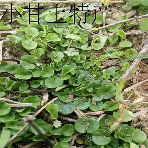 小叶草缩略图