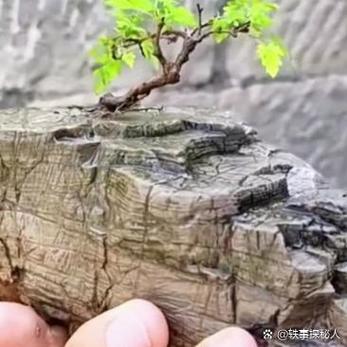 倔强的石头红包版