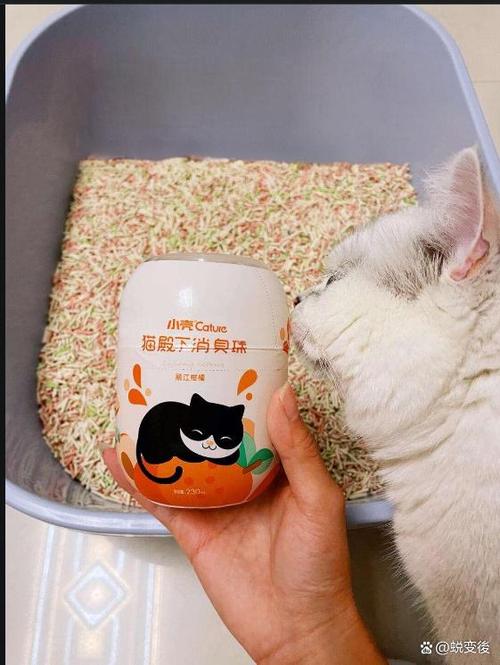 养猫屋里臭气熏天怎么去除缩略图