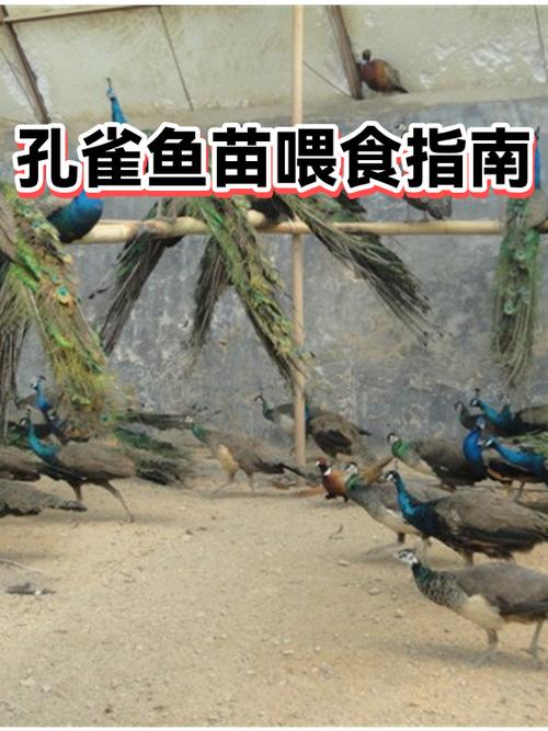 新生孔雀鱼多久喂食缩略图