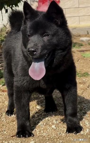 土猎犬图标