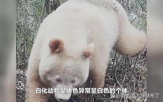 罗小黑变白还能变回来吗游戏截图