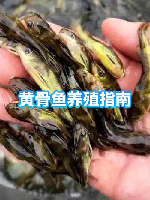 黄骨鱼养殖成本和利润图标