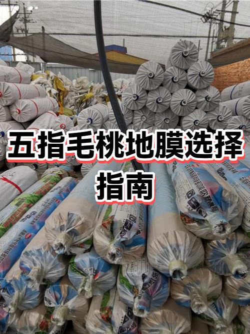 地膜覆盖用白色还是黑色薄膜