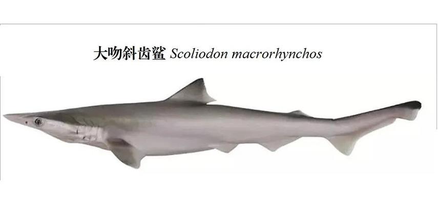 对付鲨鱼的办法