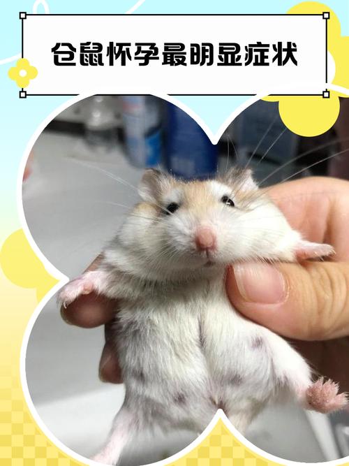 仓鼠老死和病死的区别