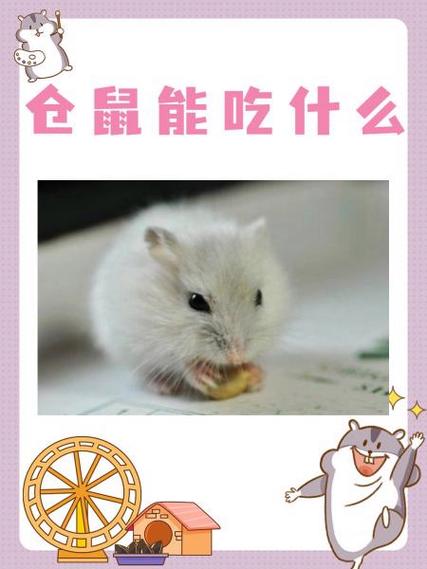 仓鼠能吃花生吗(生的)缩略图