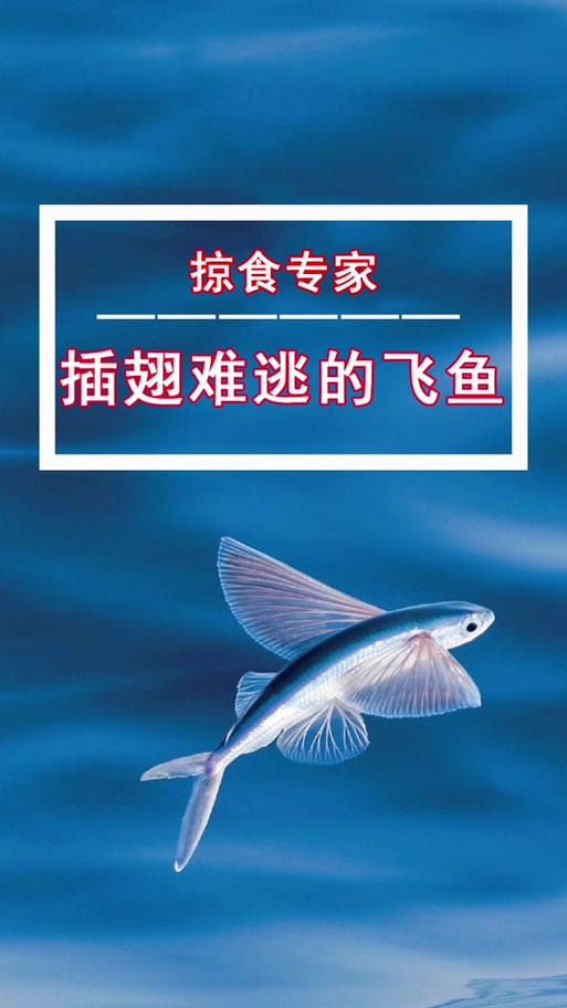 飞鱼兼职缩略图