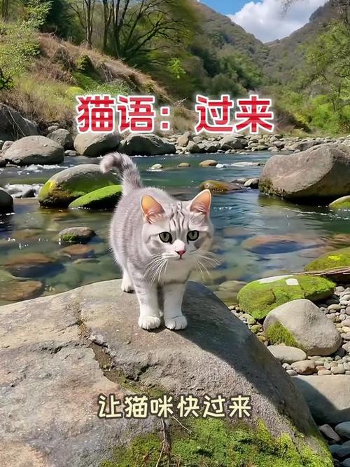 埃及猫和阿比西尼亚猫游戏截图