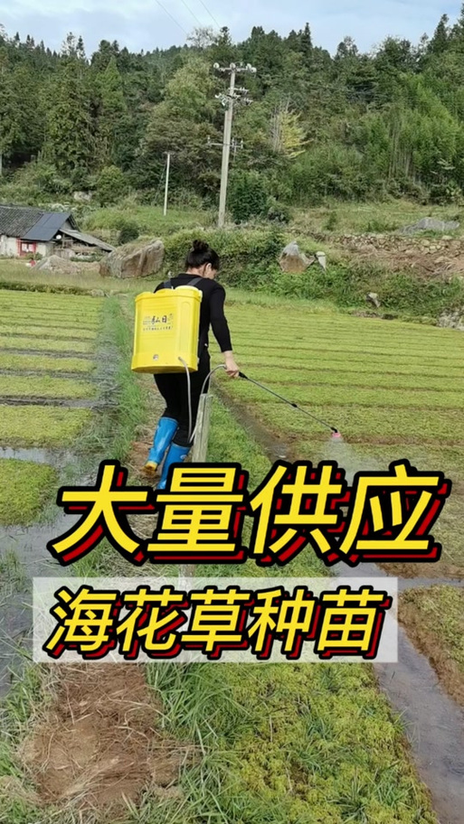 花花群岛一共多少种子缩略图