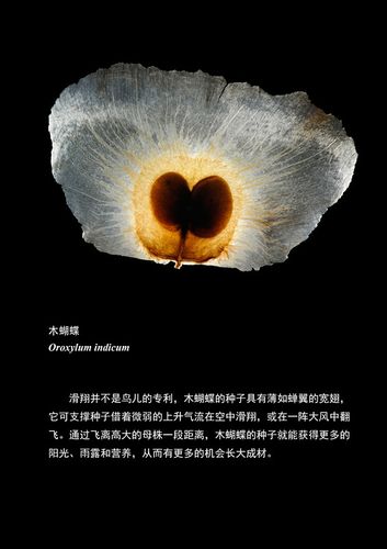 种子搜索大师图标