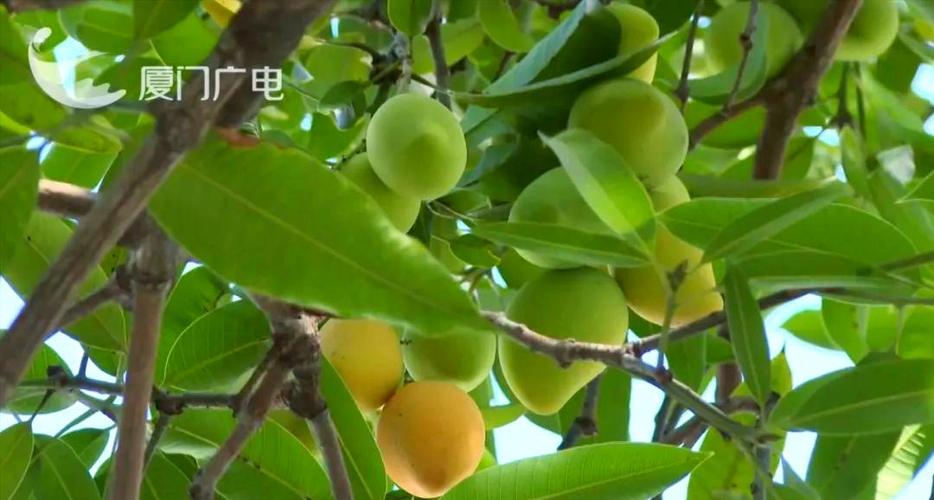 芒果冬天吃是反季节吗缩略图