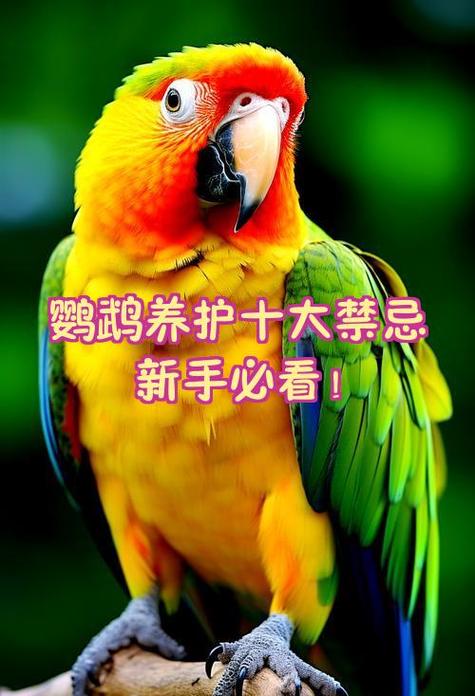 养鹦鹉最忌讳7件事图标