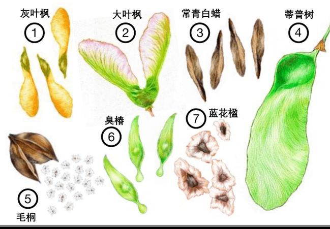 我的世界稀有种子代码缩略图