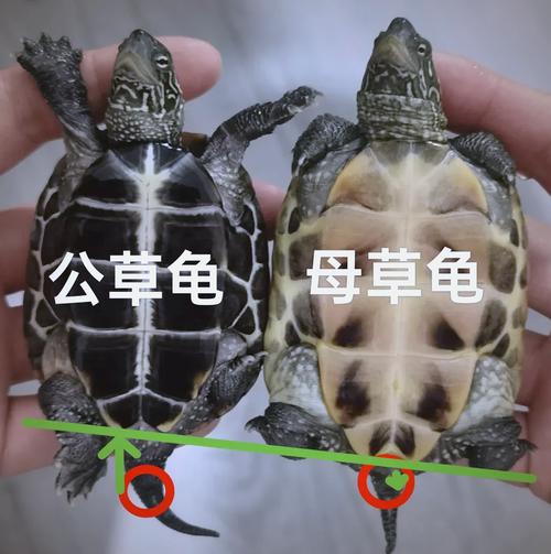 土龟和草龟有什么区别缩略图