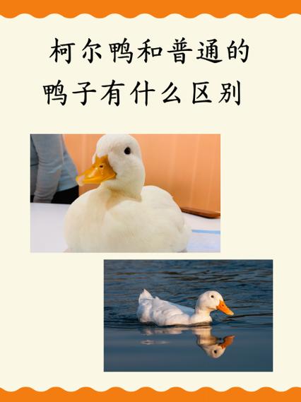怎么分辨是不是柯尔鸭