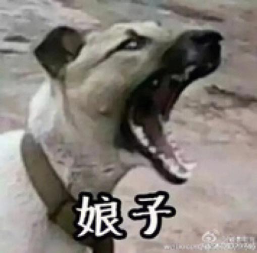 搞笑又沙雕的情侣ID缩略图