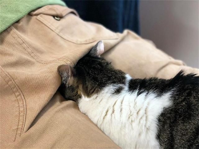 按摩猫趴是什么按摩图标
