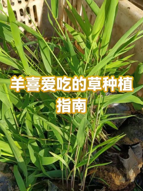 含蛋白最高的十种草