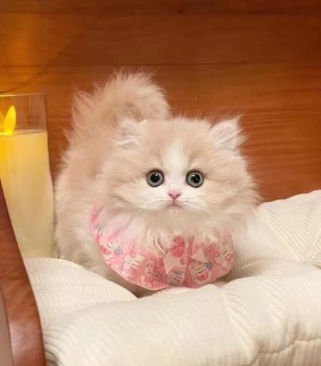 猫咪新区百度贴吧缩略图