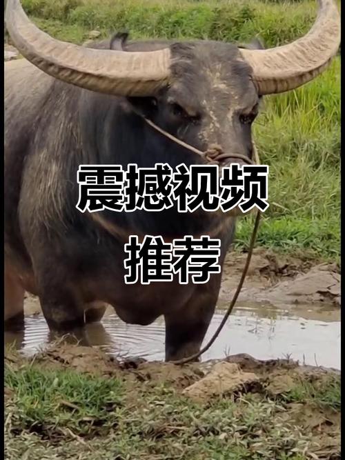 火火视频极速版下载免费安装游戏截图