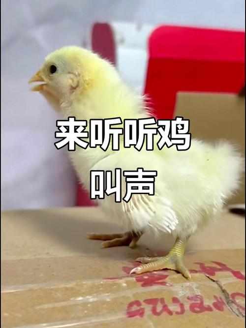 小鸡叫缩略图