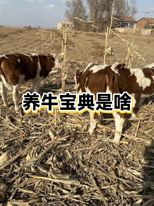 养牛论坛网缩略图