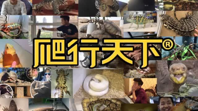 爬行天下视频图标