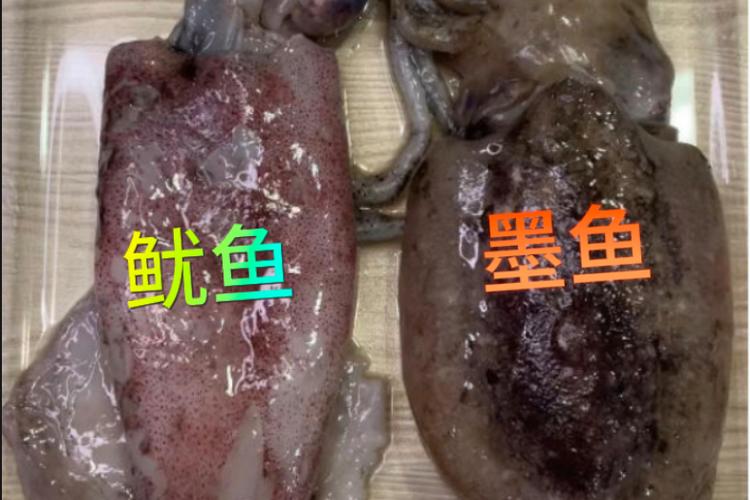 鱿鱼暗示有男女关系吗游戏截图