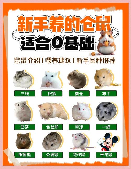 养殖宠物鼠的市场前景缩略图