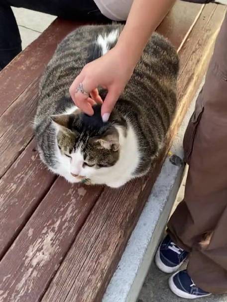 土耳其肥猫缩略图