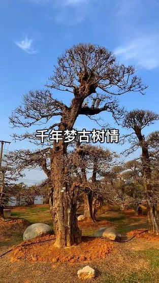 全民神祗之生命古树