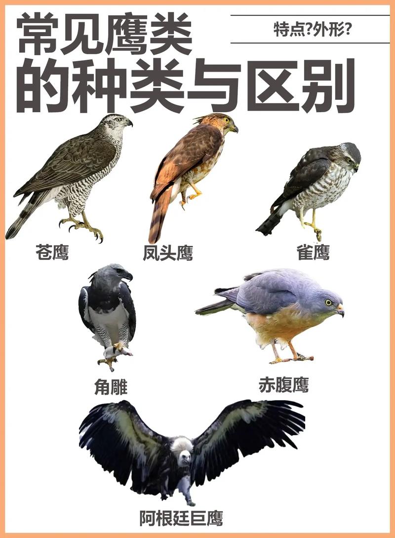 小鹰监控寿命一般几年缩略图