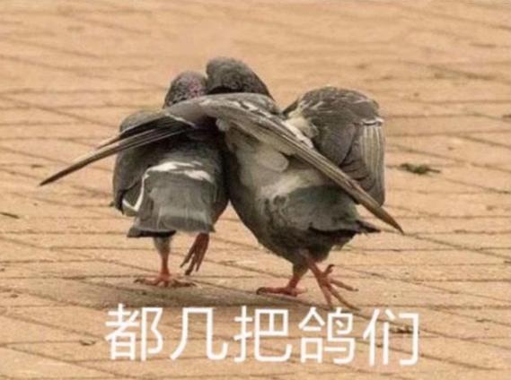 鸽子表情包gif图标