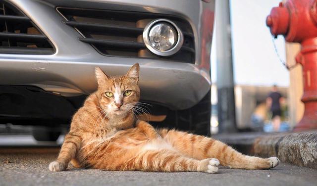橘猫兼职靠谱吗游戏截图