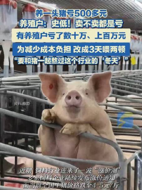 养500头猪一年利润多少缩略图