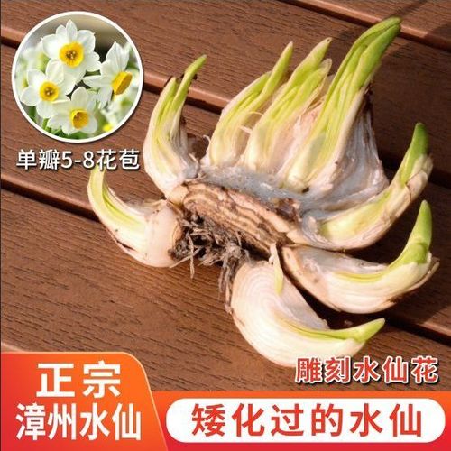 水仙种球种植方法