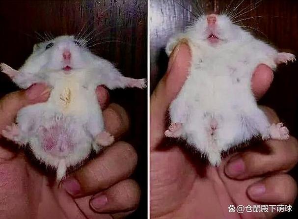瘦仓鼠和胖仓鼠对比图标