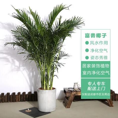 送椰子代表什么意思缩略图