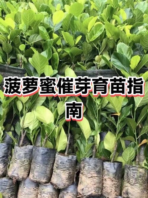 菠萝蜜幼苗长什么样子
