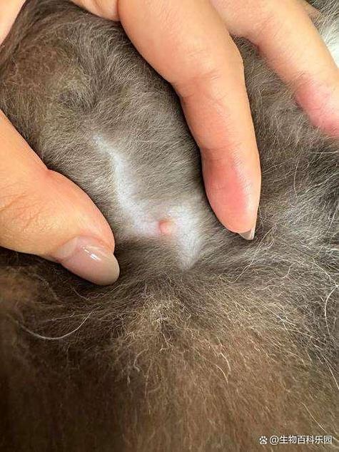 猫咪大腿右侧硬硬的东西